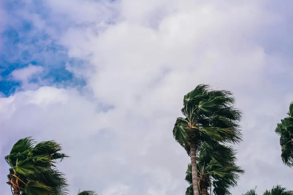 Palm trees bending in strong storm winds